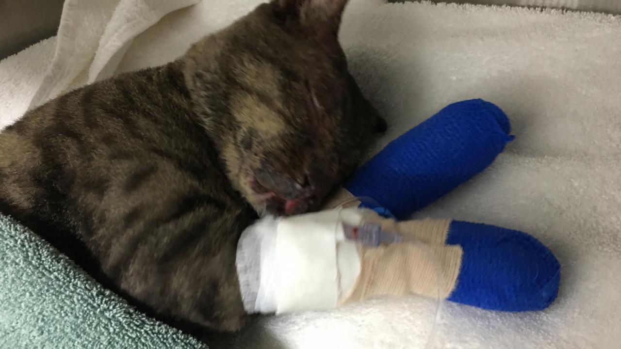 A cat named Ned rests after a bandage change at the UC Davis veterinary hospital in this photo released by the university on Nov. 20, 2020.