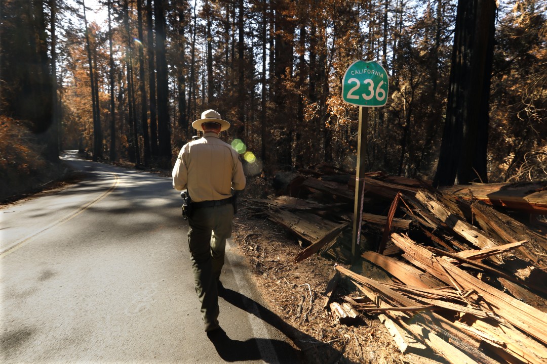 Gabe McKenna, a state parks safety officer and ranger at Big Basin Redwoods State Park walks along Highway 236 in this undated photo. (Carolyn Cole / Los Angeles Times)