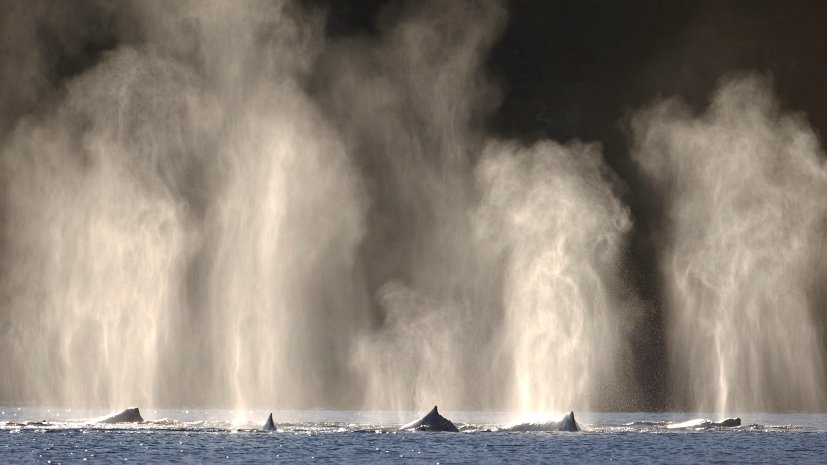 Humpback whales are seen in a file photo. (iStock/Getty Images Plus)