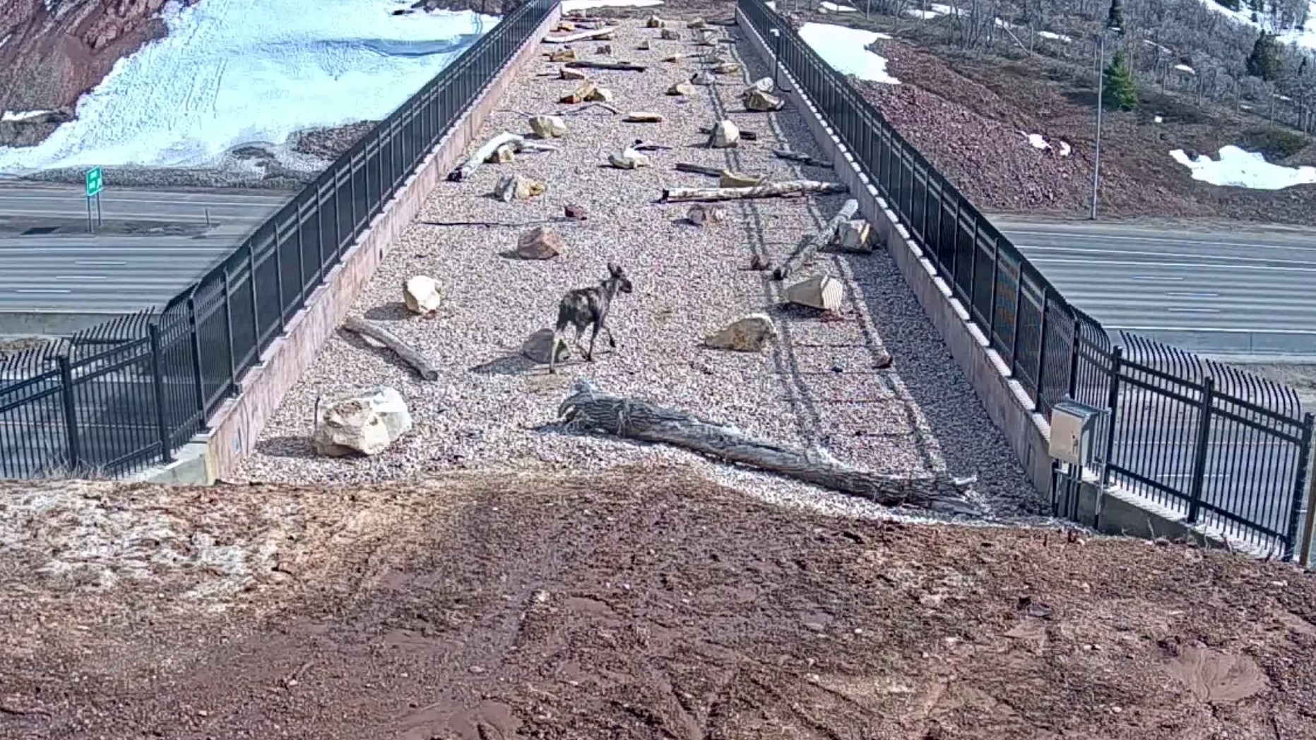 An image from a video demonstrating the success of the wildlife crossing bridge above Interstate-80. (Utah Division of Wildlife Resources)