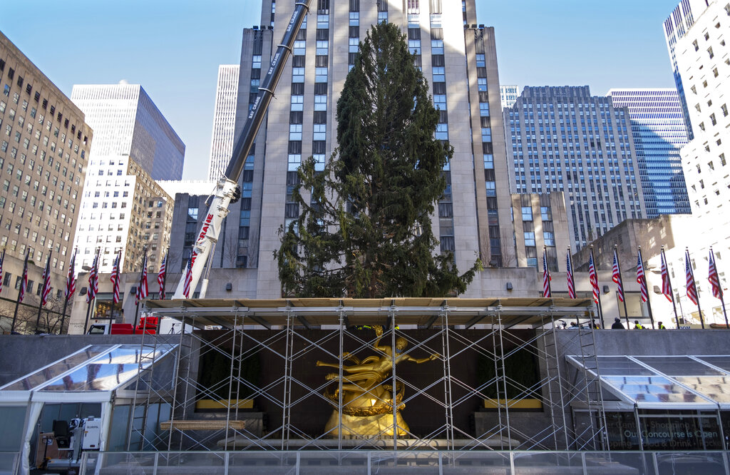 In this Saturday, Nov. 14, 2020, file photo, the 2020 Rockefeller Center Christmas tree, a 75-foot tall Norway spruce that was acquired in Oneonta, N.Y., is secured on a platform at Rockefeller Center, in New York. (AP Photo/Craig Ruttle, File)