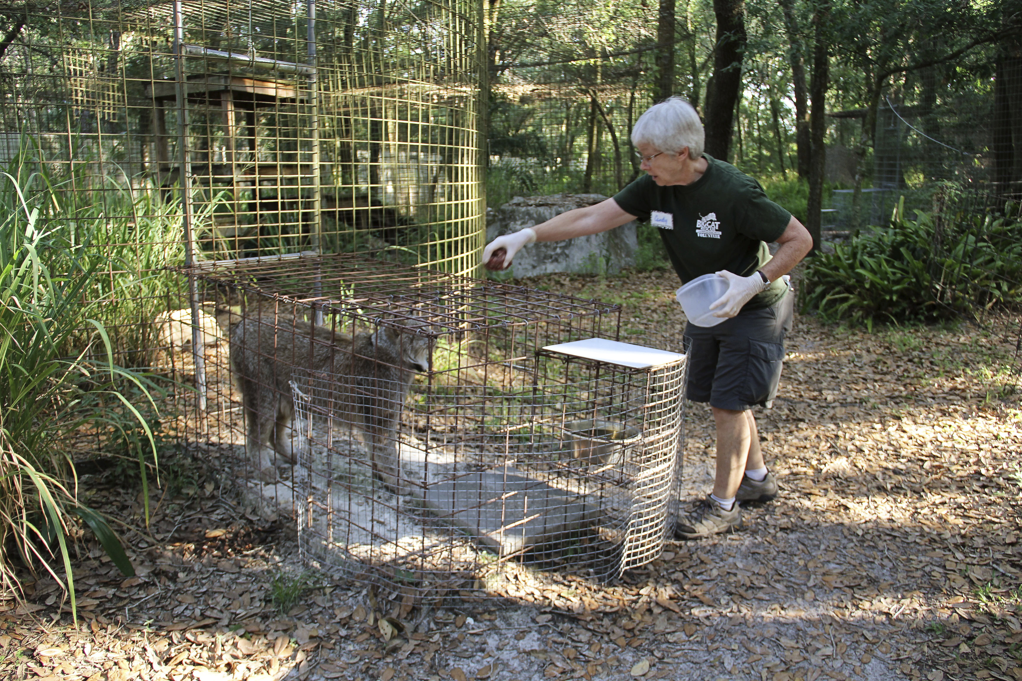 In this 2018 photo provided by Big Cat Rescue, volunteer Candy Couser feeds a lynx at Carole Baskin’s Big Cat Rescue sanctuary near Tampa, Fla. Couser, who regularly feeds big cats was bitten and seriously injured by a tiger Thursday morning, Dec. 3, 2020, at the sanctuary, which was made famous by the Netflix series “Tiger King,” officials said. (Big Cat Rescue via AP)