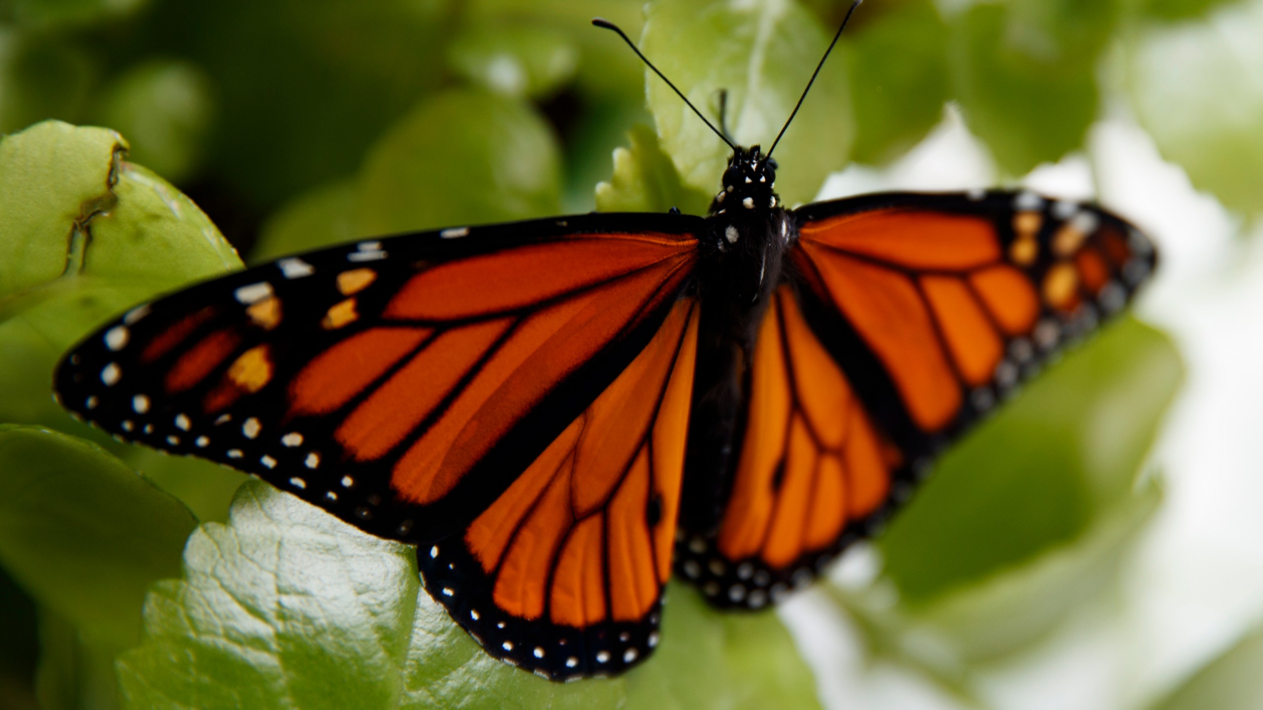 In this June 2, 2019, file photo, a fresh monarch butterfly rests on a Swedish Ivy plant soon after emerging in Washington. Trump administration officials are expected to say this week whether the monarch butterfly, a colorful and familiar backyard visitor now caught in a global extinction crisis, should receive federal designation as a threatened species. (AP Photo/Carolyn Kaster, File)