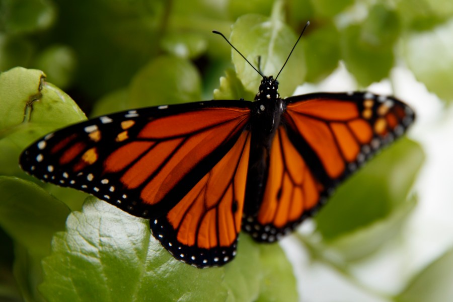 In this June 2, 2019, file photo, a fresh monarch butterfly rests on a Swedish Ivy plant soon after emerging in Washington. Trump administration officials are expected to say this week whether the monarch butterfly, a colorful and familiar backyard visitor now caught in a global extinction crisis, should receive federal designation as a threatened species. (AP Photo/Carolyn Kaster, File)