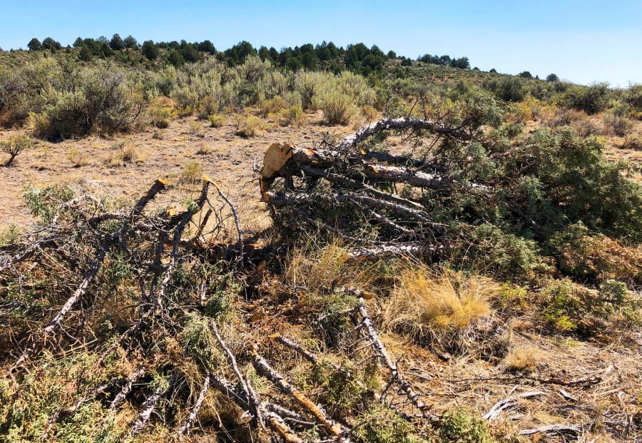 In this Aug. 15, 2019, file photo, is a juniper tree cut down as part of a giant project to remove junipers encroaching on sagebrush habitat needed by imperiled sage grouse in southwestern Idaho. (AP Photo/Keith Ridler, File)