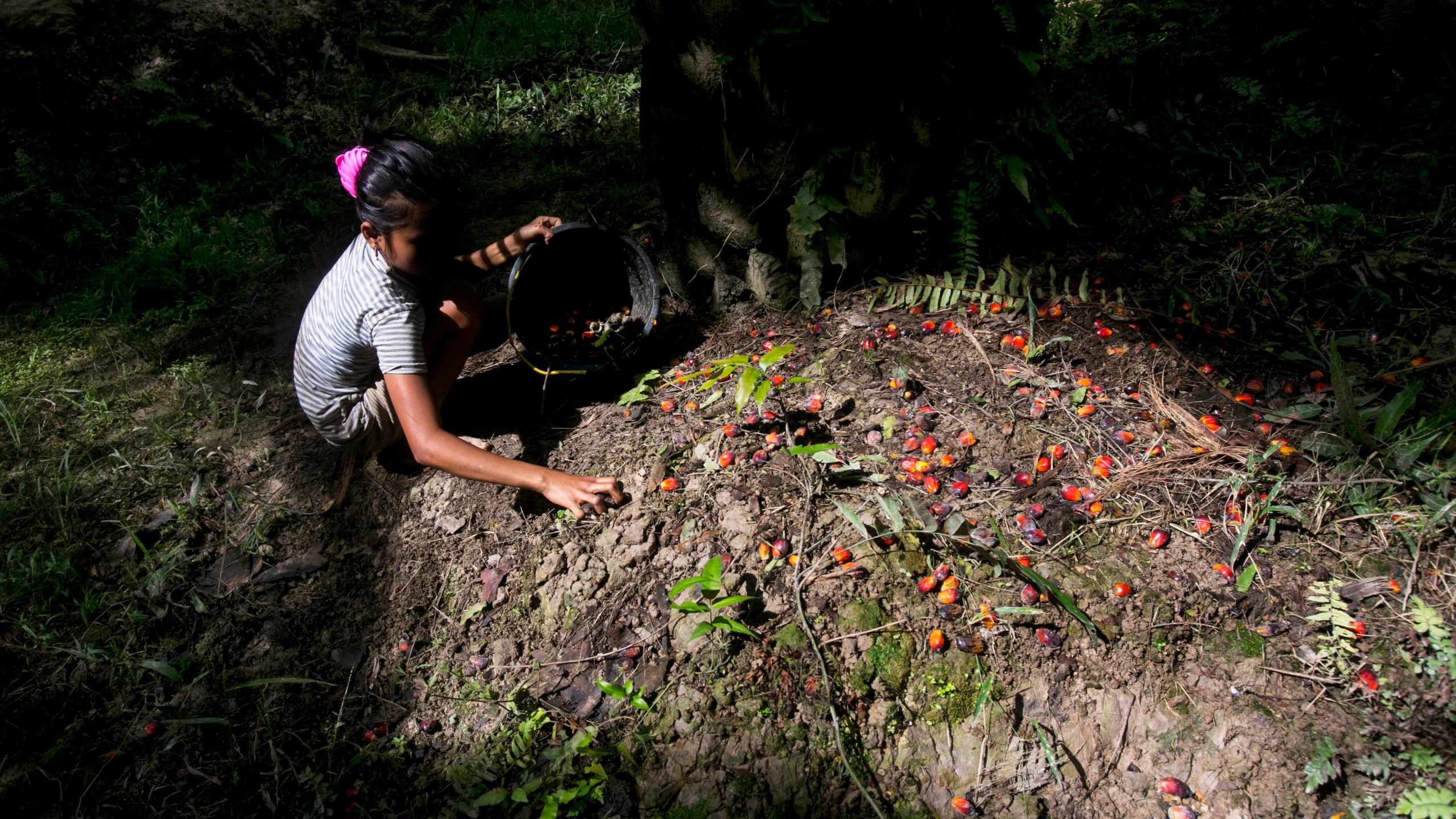 A child collects palm kernels from the ground at a palm oil plantation in Sumatra, Indonesia, on Nov. 13, 2017. (Binsar Bakkara / Associated Press)