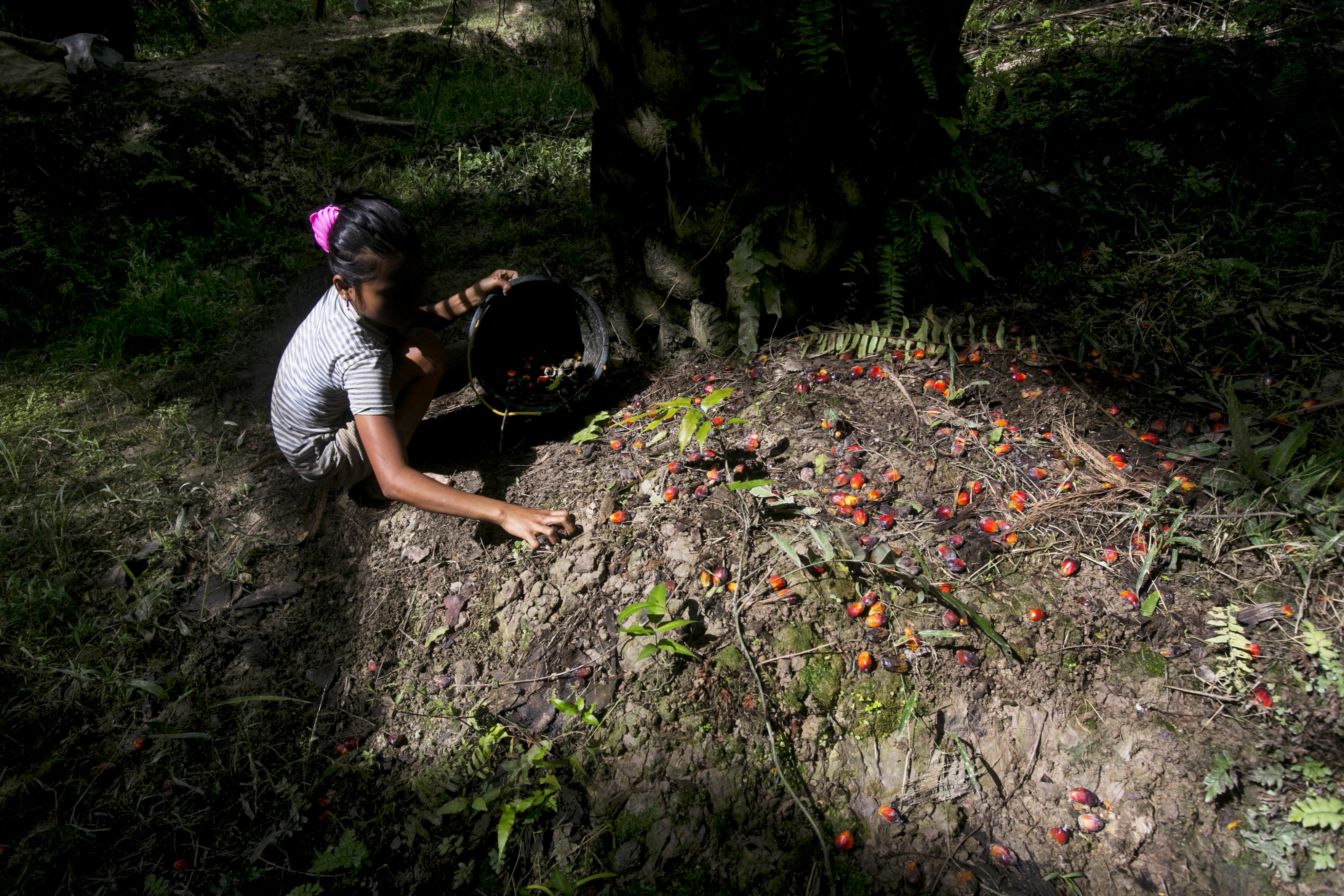 A child collects palm kernels from the ground at a palm oil plantation in Sumatra, Indonesia, on Nov. 13, 2017. (Binsar Bakkara / Associated Press)