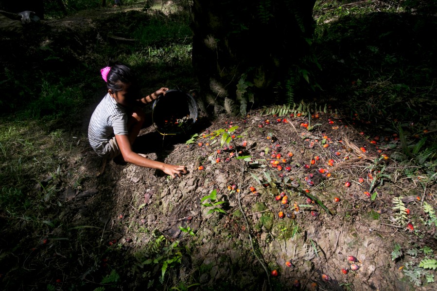 A child collects palm kernels from the ground at a palm oil plantation in Sumatra, Indonesia, on Nov. 13, 2017. (Binsar Bakkara / Associated Press)