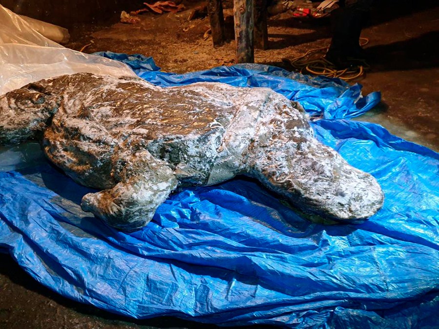 This photo taken in Aug. 2020 shows the carcass of a woolly rhino, taken in Yakutia. The well-preserved carcass with most of its internal organs still intact was released by permafrost in August and scientists hope to transport it to the lab for studies next month. (Valery Plotnikov/Mammoth Fauna Study Department at the Academy of Sciences of Yakutia via AP)