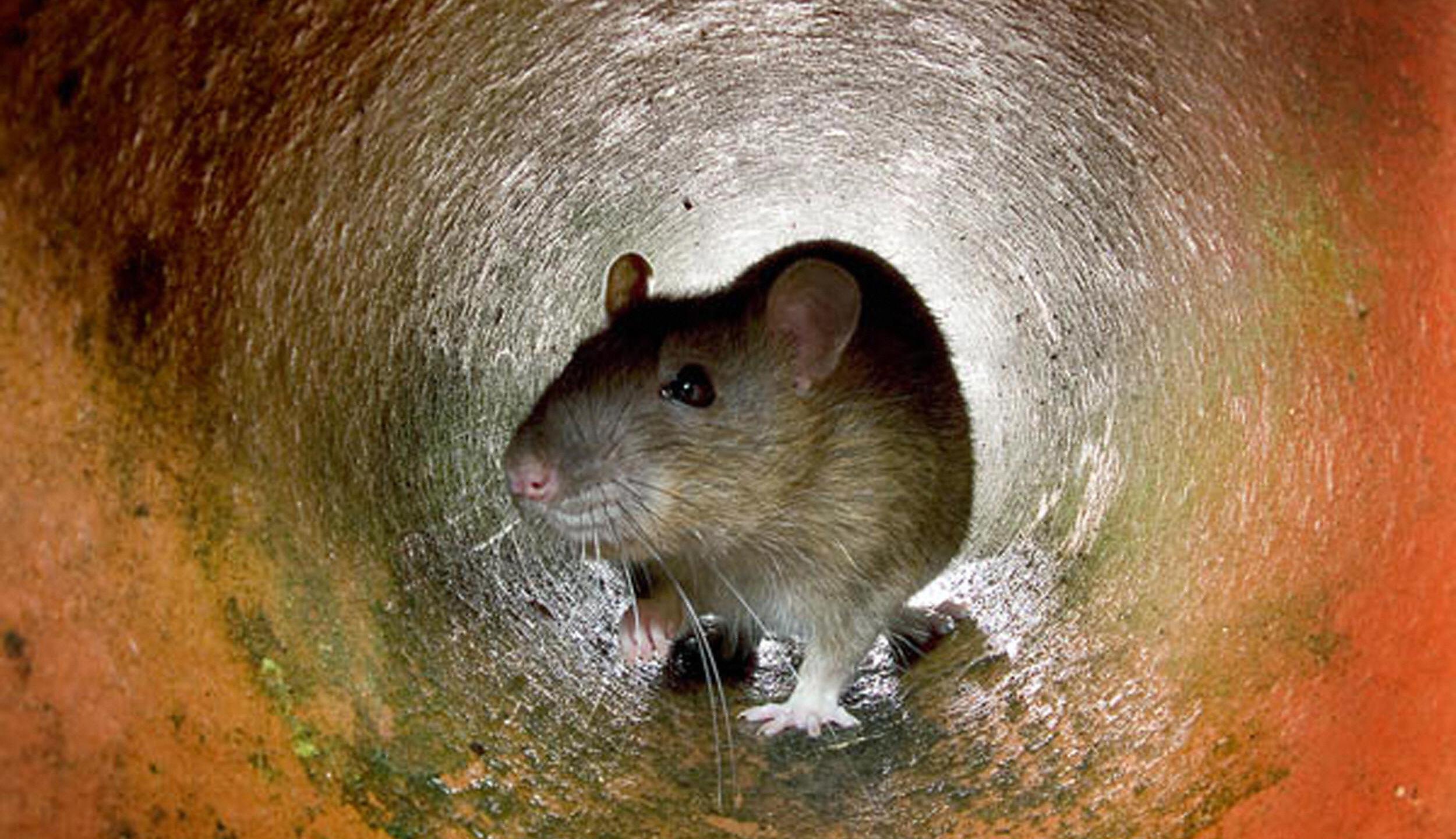 This undated photo shows a rat in the a pipe in London. (AFP via Getty Images)