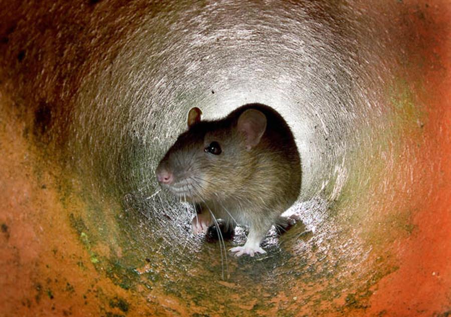 This undated photo shows a rat in the a pipe in London. (AFP via Getty Images)