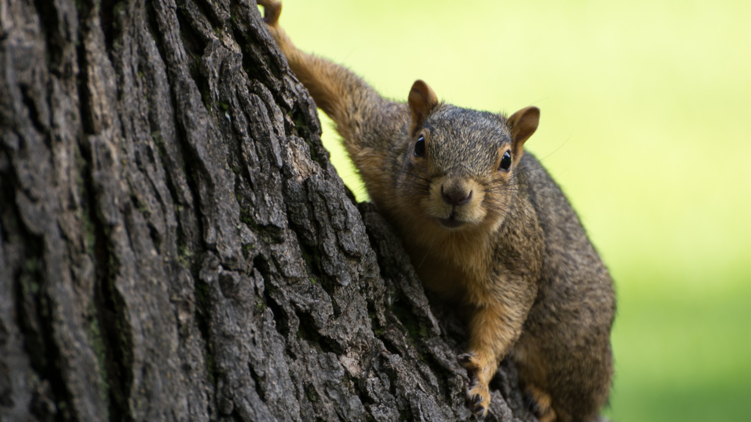 A squirrel is seen in a file photo. (iStock/Getty Images Plus)