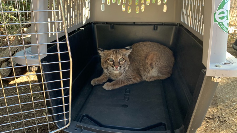 A bobcat badly burned in the El Dorado Fire near Yucaipa is seen on Nov. 13, 2020, her first day outside at a wildlife center in Ramona since being rescued. (San Diego Humane Society)