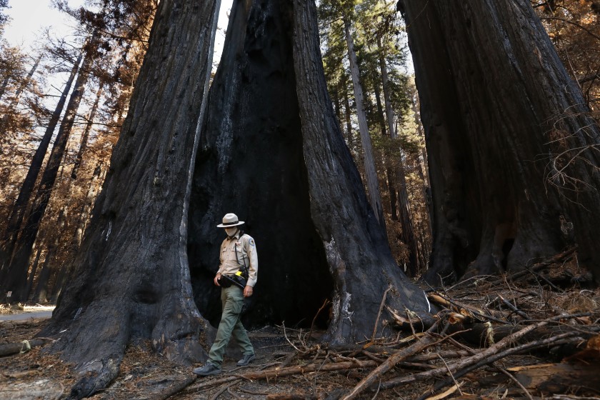 Big Basin Redwoods State Park was hit by a wildfire in August that burned roughly 97% of the park’s 18,224 acres. Gabe McKenna, a State Parks safety officer and ranger, said, “The initial assessment … showed that a large amount of trees will fall across Highway 236 in the near future if not removed.” (Carolyn Cole / Los Angeles Times)