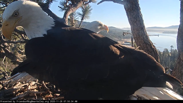 Bald eagles Jackie and Shadow are building a nest near Big Bear Lake on Nov. 28, 2020 .(Friends of Big Bear Lake)