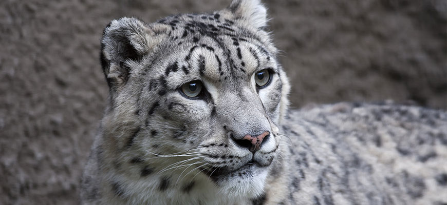 An undated photo from the Louisville Zoo website shows a snow leopard.