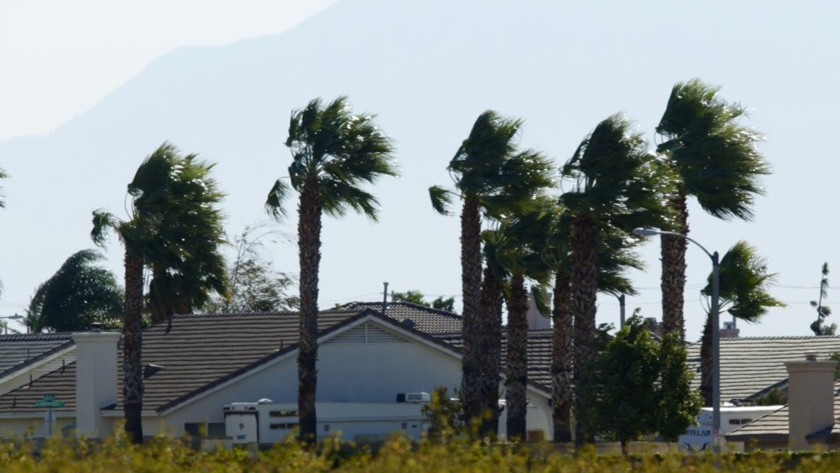 An undated file photo shows palm tress amid strong winds. (Irfan Khan / Los Angeles Times)