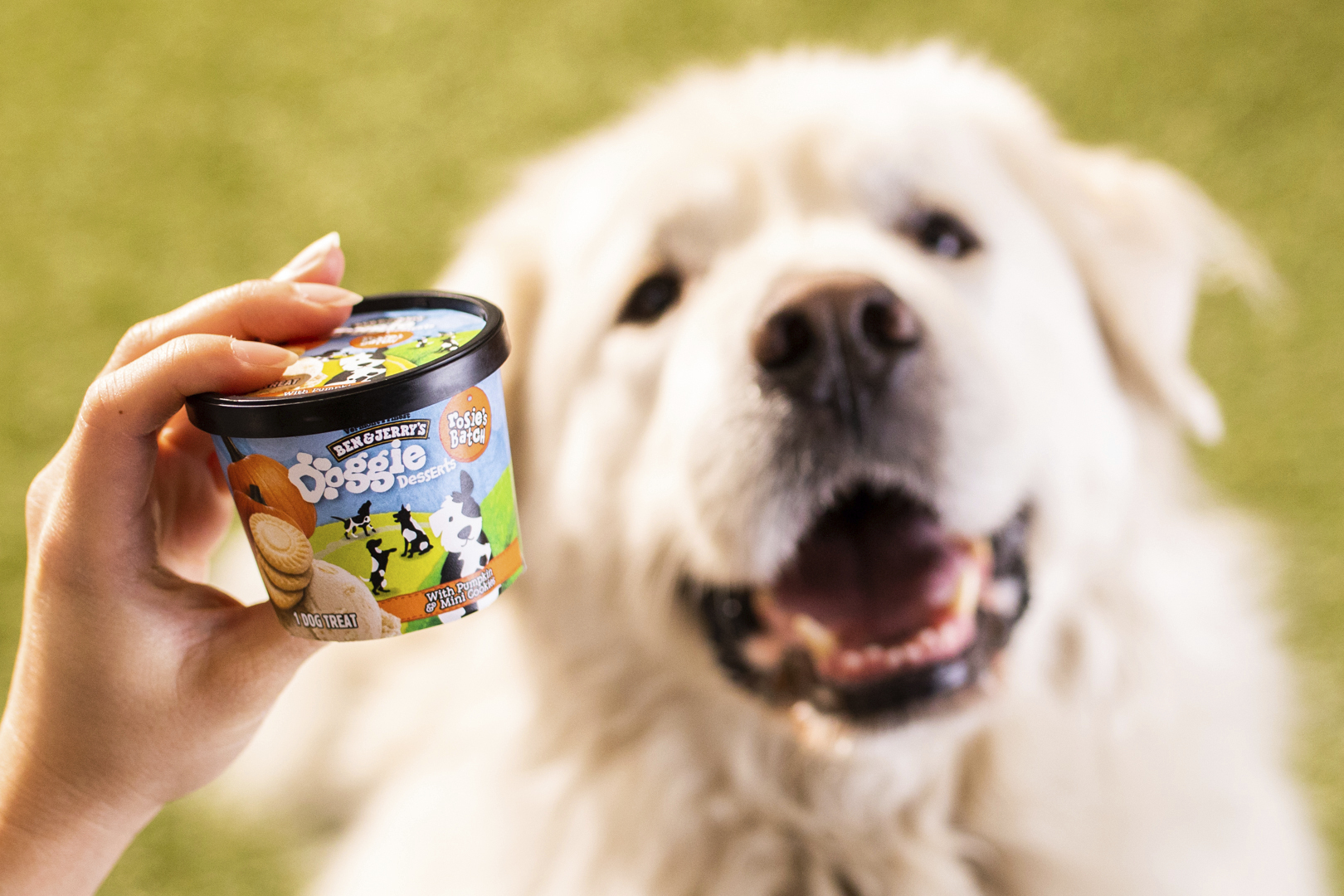 This photo provided by Ben & Jerry’s shows Ben & Jerry’s dog treats. (Ben & Jerry’s via AP)