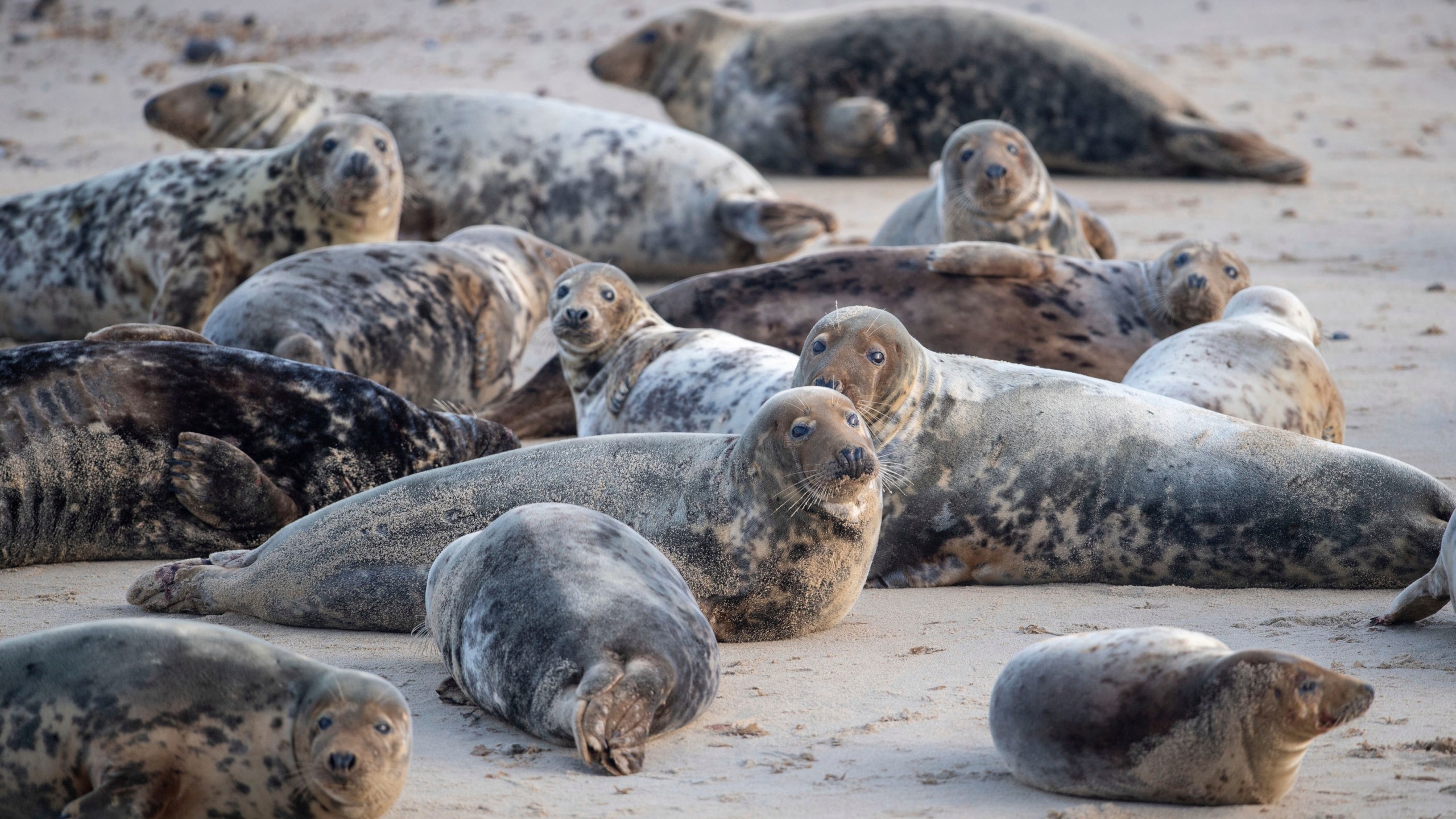 Part of a grey seal colony on the beach at Horsey Gap in Norfolk, England is seen on Jan. 10, 2021. (Joe Giddens/PA via Associated Press)