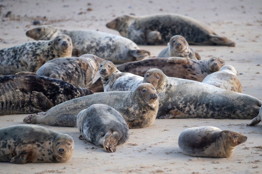 Part of a grey seal colony on the beach at Horsey Gap in Norfolk, England is seen on Jan. 10, 2021. (Joe Giddens/PA via Associated Press)