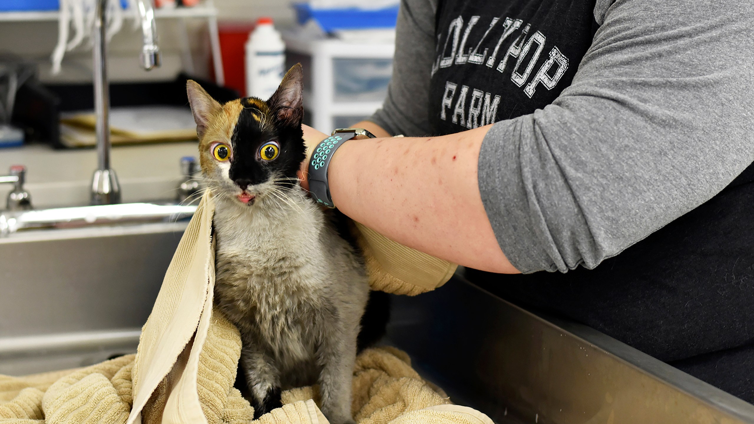 This photo, provided by Lollypop Farm shelter, shows one of the 97 cats rescued from a house fire in Perinton, NY, outside Rochester, NY, Thursday, Jan. 14, 2021. Many of the cats suffered smoke inhalation, the Humane Society of Greater Rochester said, and it wasn't clear whether all of them would survive. (Paige Engard/Courtesy Lollypop Farm via AP)