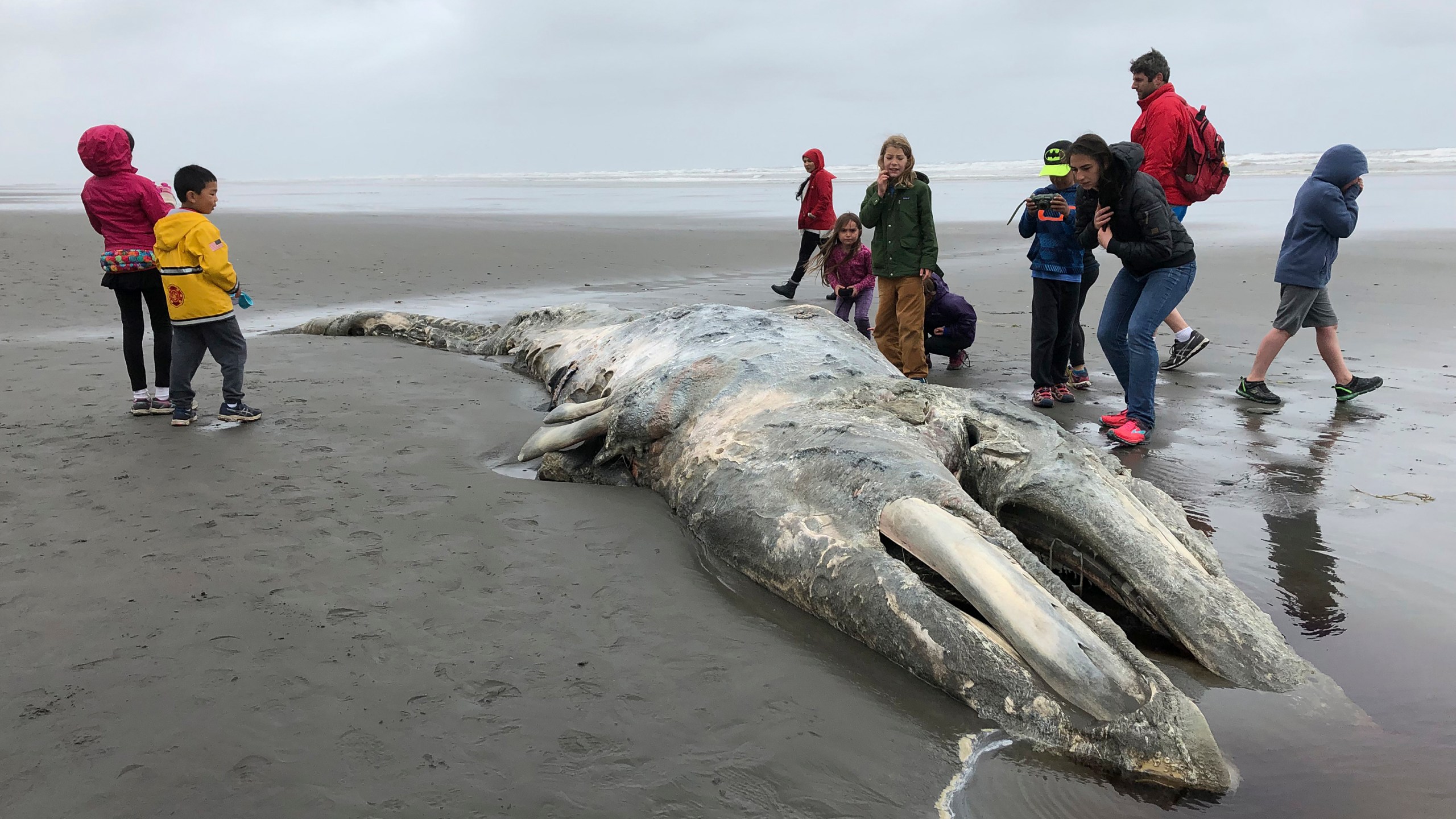 In this May 24, 2019, file photo, teachers and students from Northwest Montessori School in Seattle examine the carcass of a gray whale after it washed up on the coast of Washington's Olympic Peninsula, just north of Kalaloch Campground in Olympic National Park. (AP Photo/Gene Johnson)