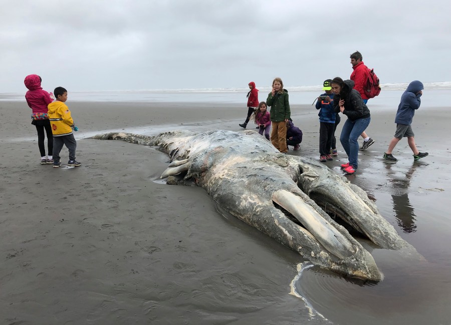 In this May 24, 2019, file photo, teachers and students from Northwest Montessori School in Seattle examine the carcass of a gray whale after it washed up on the coast of Washington's Olympic Peninsula, just north of Kalaloch Campground in Olympic National Park. (AP Photo/Gene Johnson)