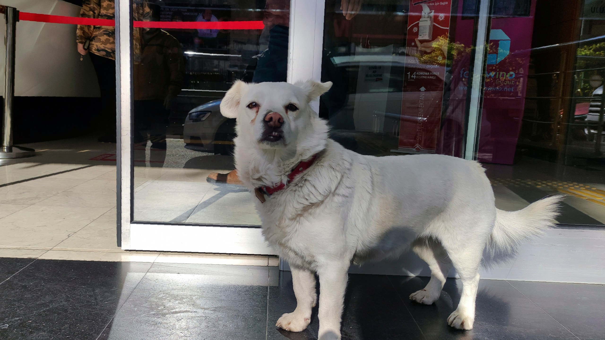 Devoted dog Boncuk looks for his owner, Cemal Senturk, at the entrance of a medical care facility in the Black Sea city of Trabzon, Turkey, Tuesday, Jan. 19, 2021. Boncuk has spent five days waiting in front of the hospital where her sick owner was receiving treatment. Senturk was discharged from the hospital later on Wednesday and returned home with Boncuk.(DHA via AP)