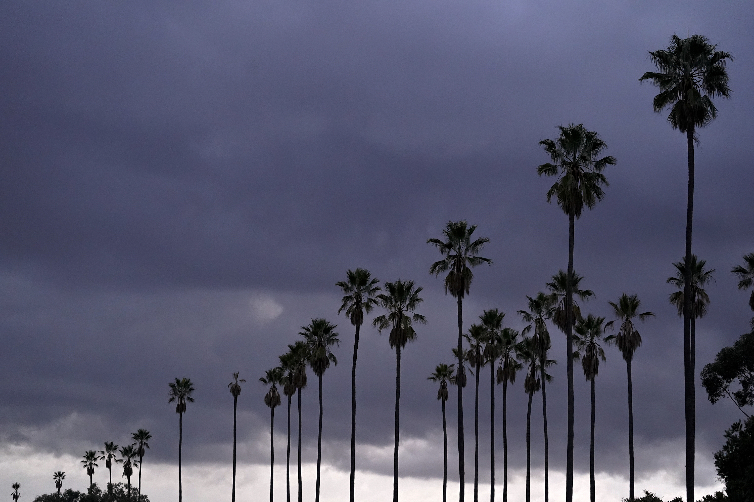 Clouds move over palm trees at Elysian Park in Los Angeles, Sunday, Jan. 24, 2021. (AP Photo/Damian Dovarganes)