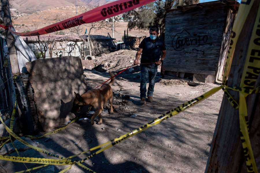 Julio Cesar Diaz, a volunteer dedicated to train dogs, walks with his dog looking for potential search spots as members of a group searching for missing people search human remains at a yard of a house located on the Maclovio Rojas area in Tijuana, Mexico, on January 10, 2021. (GUILLERMO ARIAS/AFP via Getty Images)