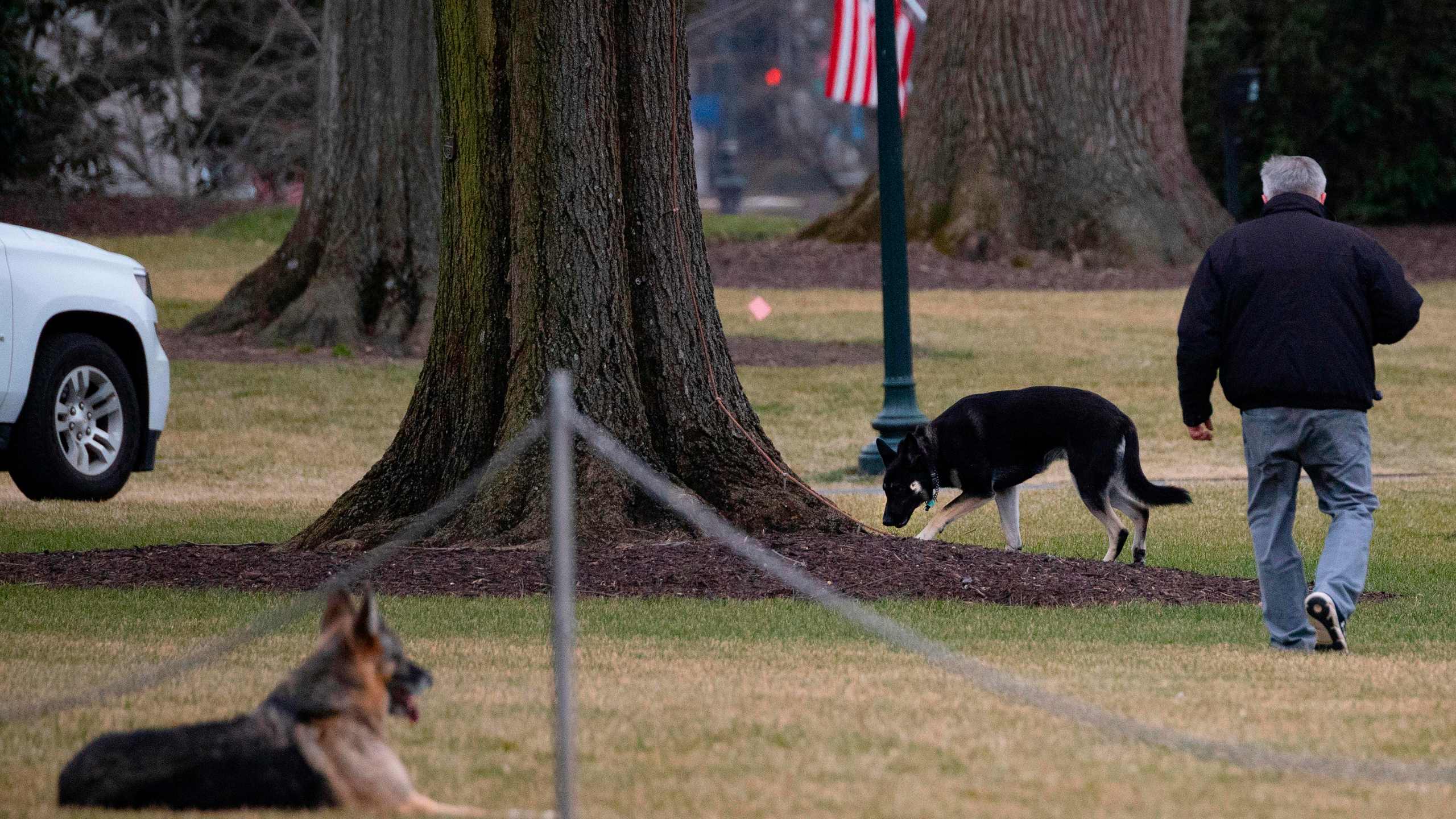 First dogs Champ and Major Biden are seen on the South Lawn of the White House on Jan. 25, 2021. (Jim Watson / AFP / Getty Images)