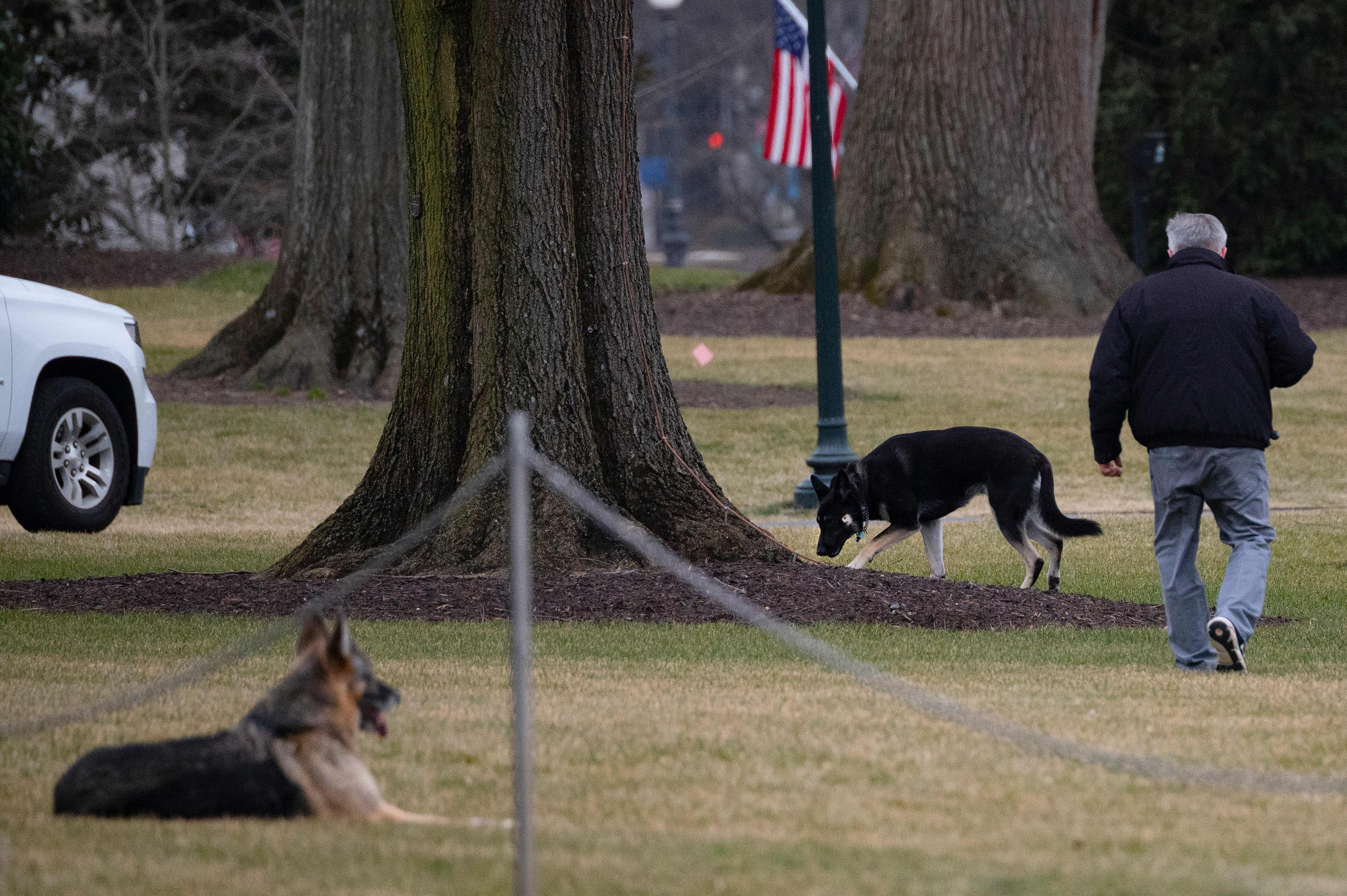 First dogs Champ and Major Biden are seen on the South Lawn of the White House on Jan. 25, 2021. (Jim Watson / AFP / Getty Images)