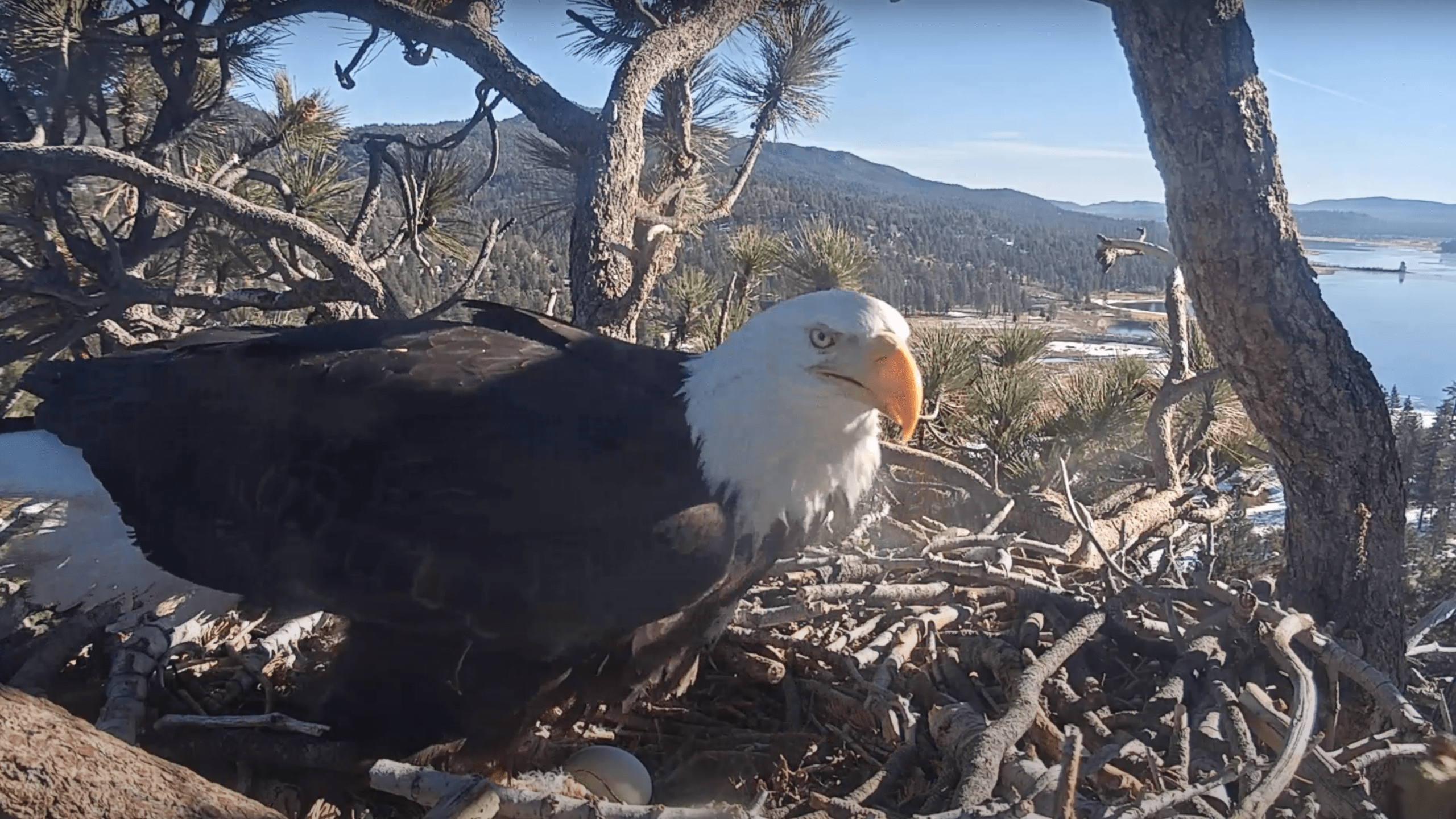 Jackie is seen with her egg on Jan. 10, 2021, the day after she laid it in Big Bear Lake. (Friends of Big Bear/ Big Bear Bald Eagle Cam)