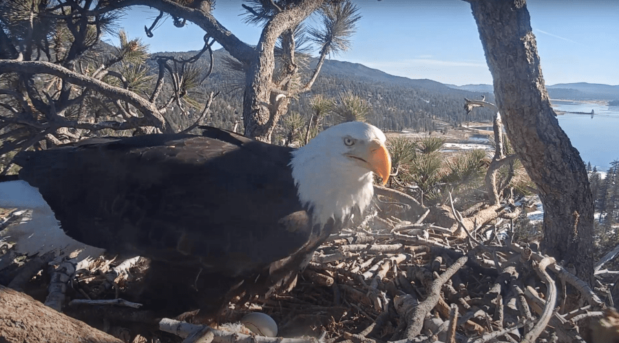 Jackie is seen with her egg on Jan. 10, 2021, the day after she laid it in Big Bear Lake. (Friends of Big Bear/ Big Bear Bald Eagle Cam)