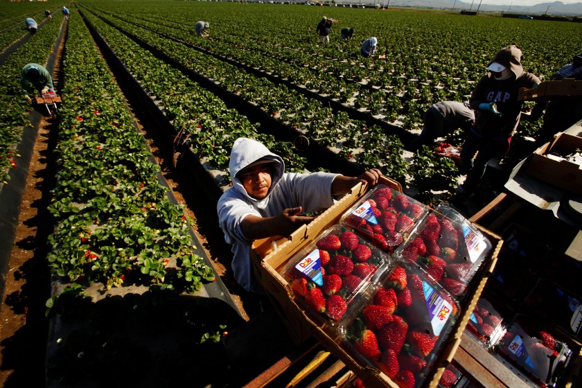 Workers pick strawberries in Santa Maria in this undated photo. (Al Seib / Los Angeles Times)