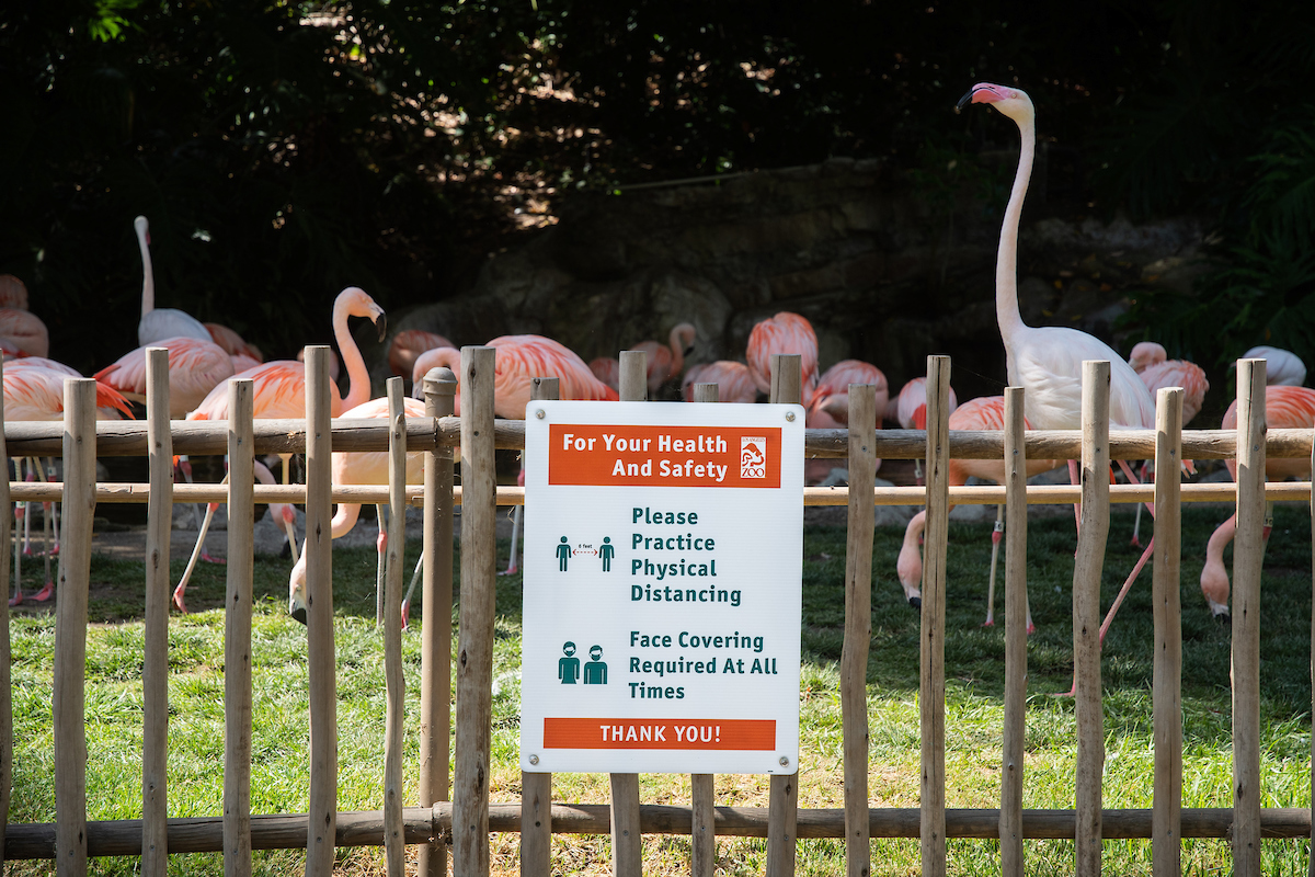 Guests at the L.A. Zoo will be required to follow physical distancing protocols when it opens on Feb. 16, 2021. (L.A. Zoo)