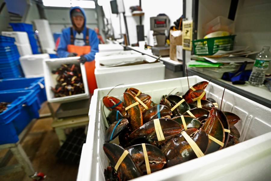 In this Sept. 11, 2018, file photo, lobsters are packed at a shipping facility in Arundel, Maine. (AP Photo/Robert F. Bukaty)