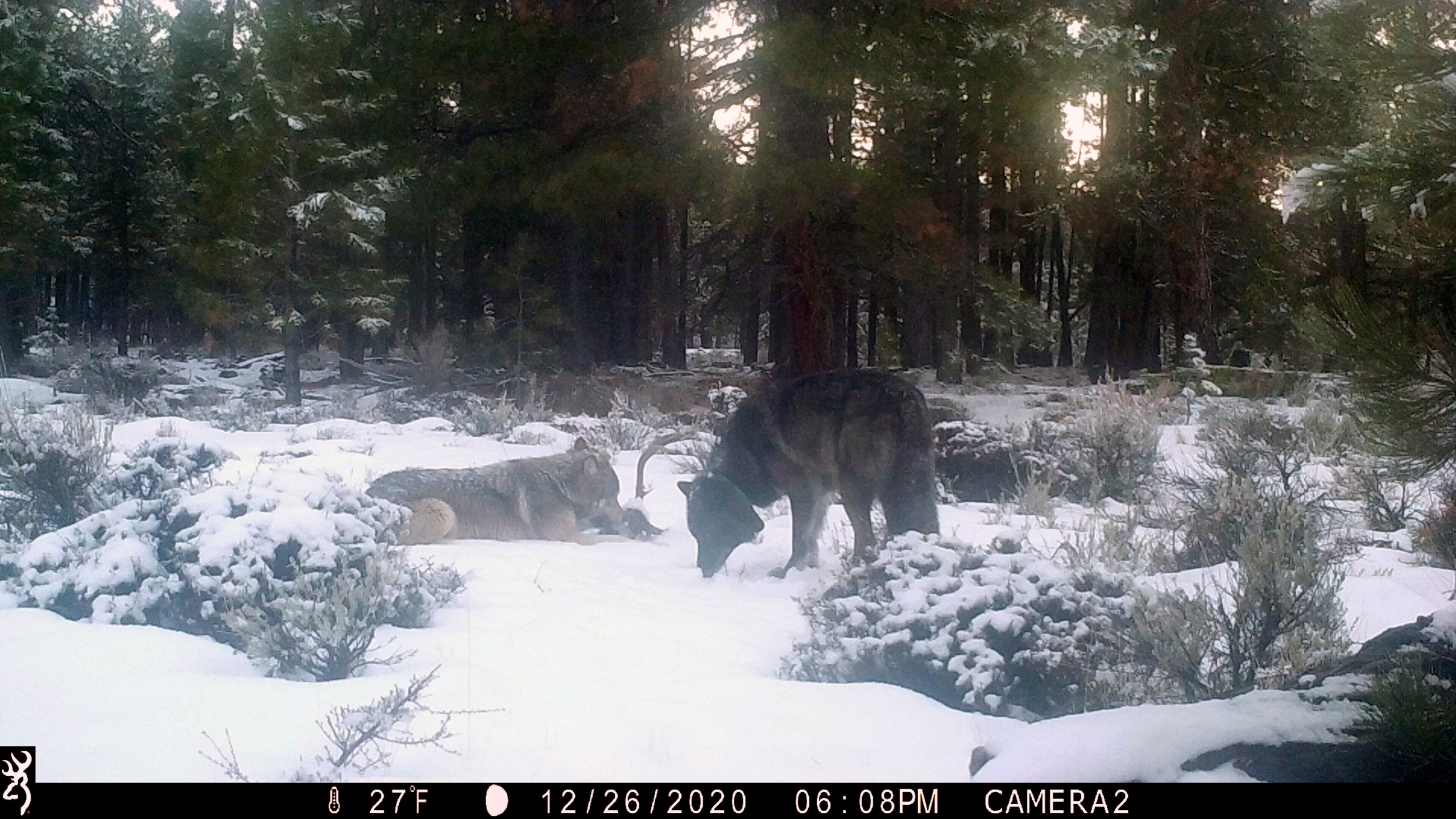 This Dec. 26, 2020, photo taken with a remote camera and provided by Scott Sumner via the California Department of Fish and Wildlife shows a male wolf collared by Oregon wildlife officials last year has been spotted in Northern California with another wolf, likely a female with whom he is likely to start a new pack, California officials said. (Scott Sumner / California Department Fish and Wildlife via Associated Press)