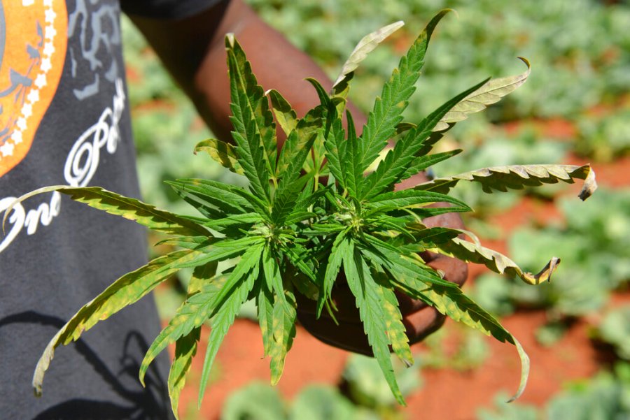 In this Aug. 29, 2013 file photo, farmer Breezy shows off the distinctive leaves of a marijuana plant during a tour of his plantation in Jamaica's central mountain town of Nine Mile. While the island has a regulated medical marijuana industry and decriminalized small amounts of weed in 2015, it is running low on the illegal market, due to heavy heavy rains followed by extended drought, an increase in consumption and a drop in the number of traditional marijuana farmers. (AP Photo/David McFadden, File)