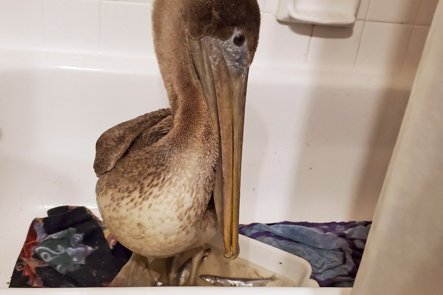 In this Feb. 4, 2021, photo provided by the Busch Wildlife Sanctuary, Arvy, a brown pelican rescued from the icy Connecticut River on Jan. 27, sits in a bathtub at the home of Busch Wildlife Sanctuary hospital director Stephanie Franczak in Florida after the bird was flown to the Jupiter, Fla., wildlife sanctuary. (Stephanie Franczak/Busch Wildlife Sanctuary via AP)