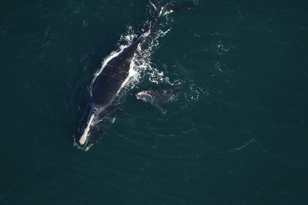 This photo provided by the Florida Fish and Wildlife Conservation Commission shows a baby whale that is been injured near St. Augustine, Fla., Saturday, Feb. 13, 2021. ( Florida Fish and Wildlife Conservation Commission via AP)