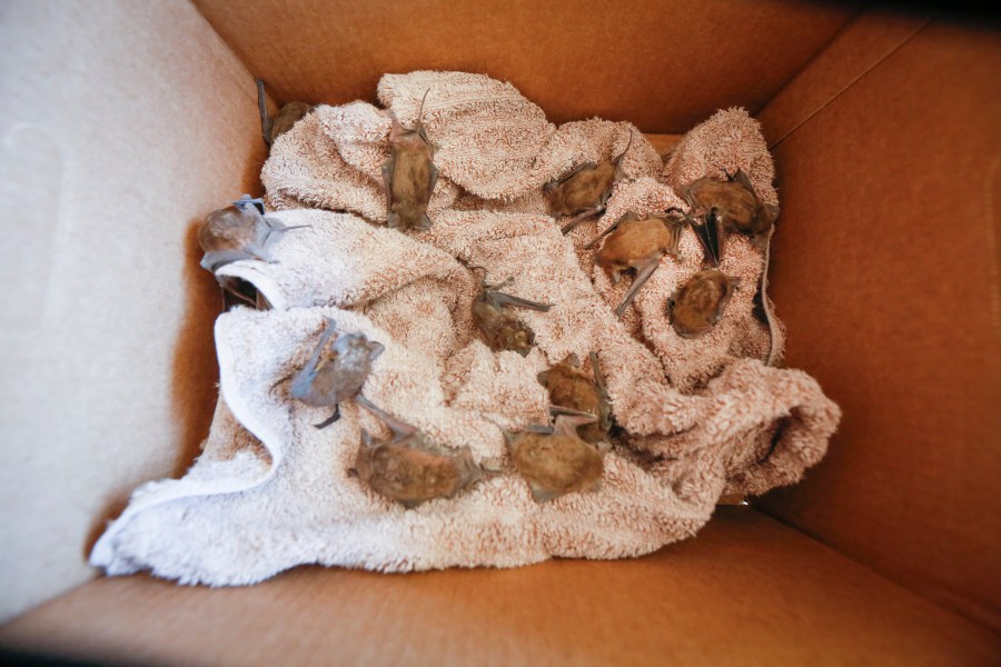 Diana Foss, Texas Parks and Wildlife Urban Wildlife Biologist places live Mexican Free-tailed bats in a box at Waugh Drive in Buffalo Bayou Park, where it was impacted by the winter storm Monday, Feb. 22, 2021, in Houston. She said they were able to find about 20 bats that have fallen from the bridge that were still alive and they are attempting to save. Birds, bats and other wildlife appear to have taken a beating during the winter storm and deep freeze in the southern U.S. (Steve Gonzales/Houston Chronicle via AP)