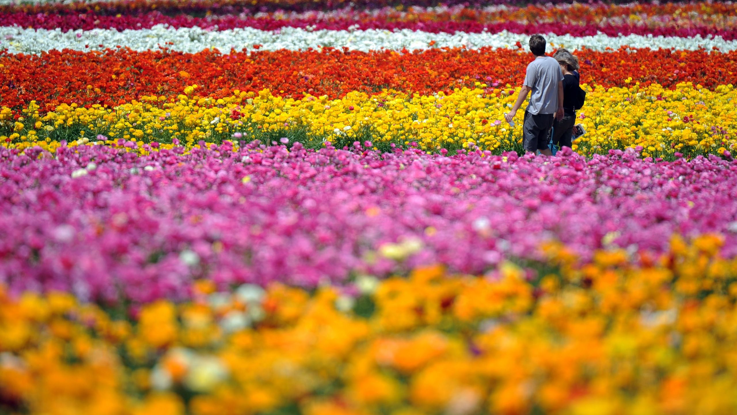 Flowers are seen in Carlsbad, north of San Diego, California, March 29, 2010. The nearly fifty acres of Giant Tecolote Ranunculus flowers that make up The Flower Fields at Carlsbad Ranch are in a full bloom for approximately six to eight weeks each year, from early March through early May. (GABRIEL BOUYS/AFP via Getty Images)