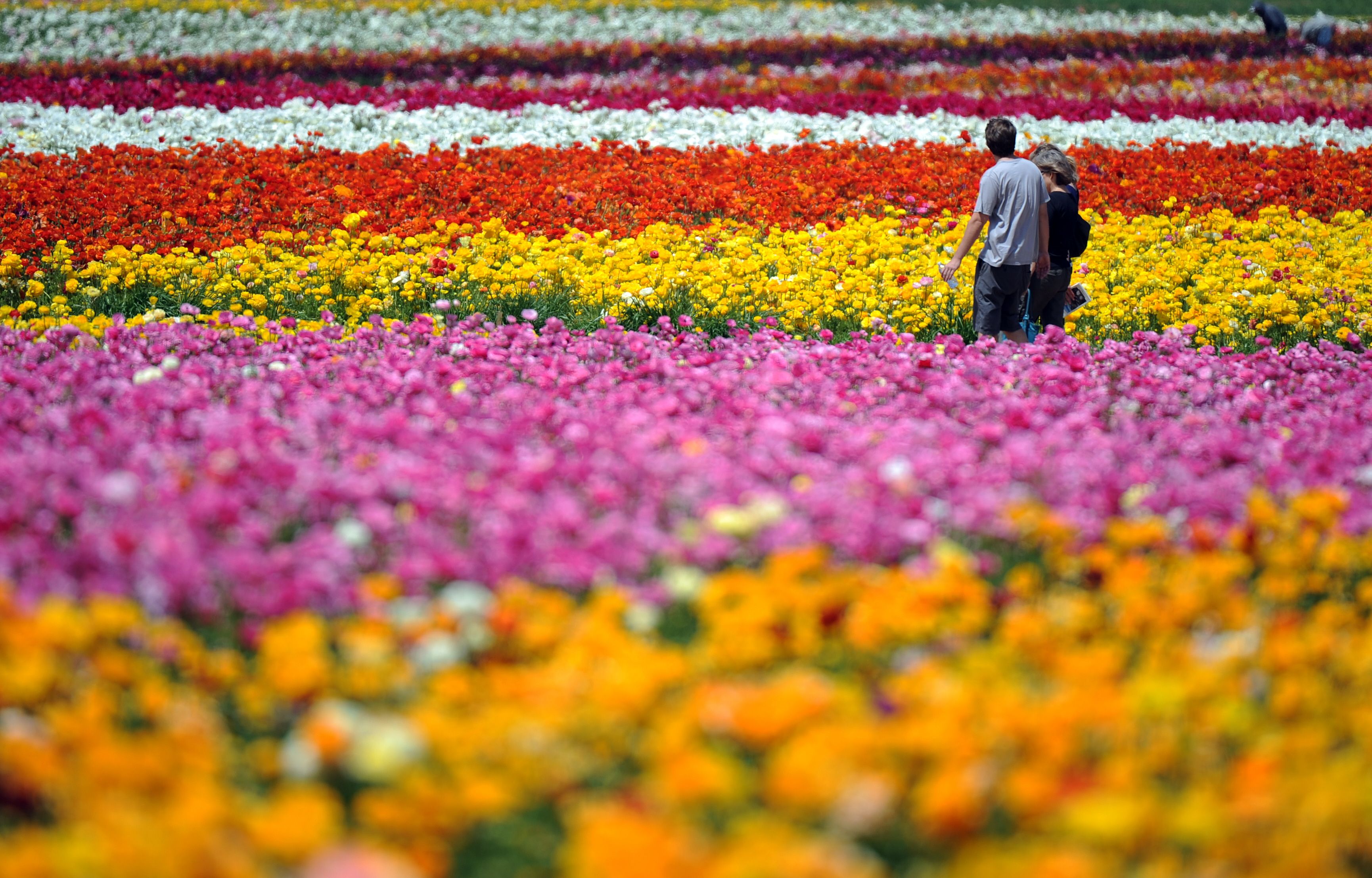 Flowers are seen in Carlsbad, north of San Diego, California, March 29, 2010. The nearly fifty acres of Giant Tecolote Ranunculus flowers that make up The Flower Fields at Carlsbad Ranch are in a full bloom for approximately six to eight weeks each year, from early March through early May. (GABRIEL BOUYS/AFP via Getty Images)