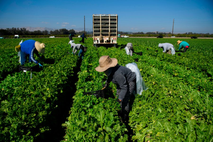 Farmworkers wear face masks while harvesting curly mustard in a field on February 10, 2021 in Ventura County, California. (Patrick T. Fallon/AFP via Getty Images)