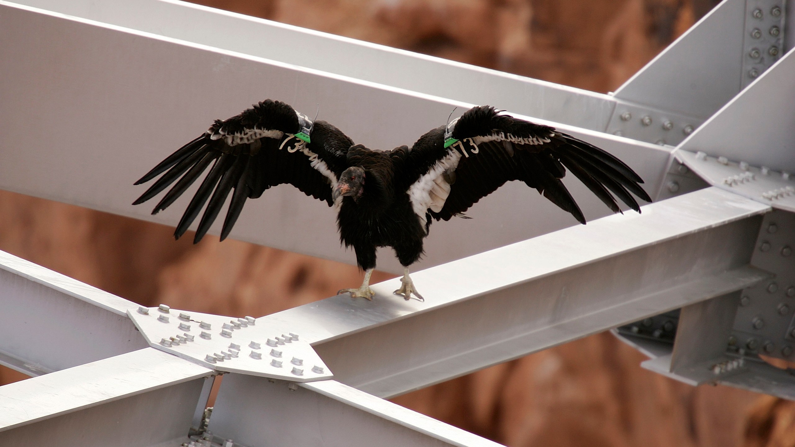 This March 24, 2007 file photo shows a rare and endangered California condor flies over Marble Gorge, east of Grand Canyon National Park in Arizona. (David McNew/Getty Images)