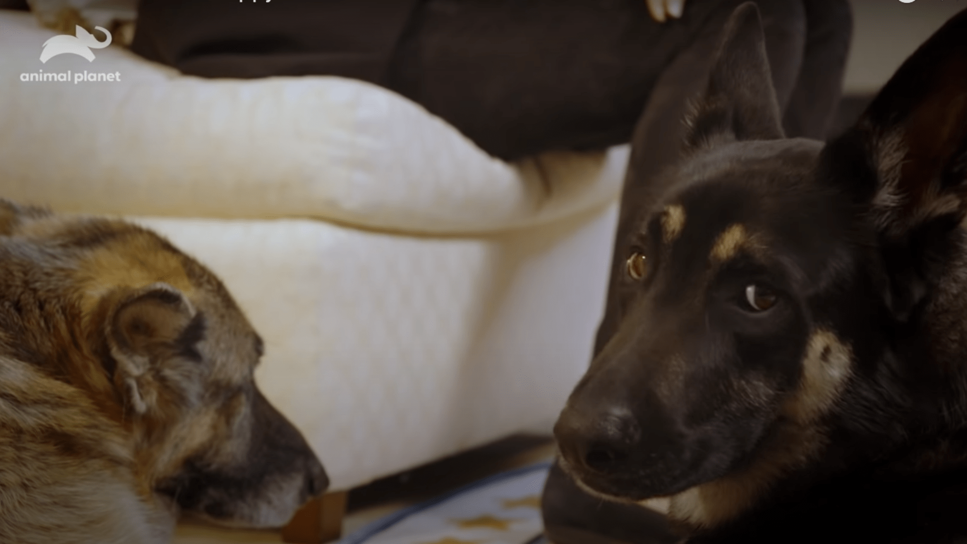 Champ and Majorl appear in a public service announcement focused on mask-wearing set to air during Puppy Bowl XVII on Feb. 7, 2021. (White House/YouTube)