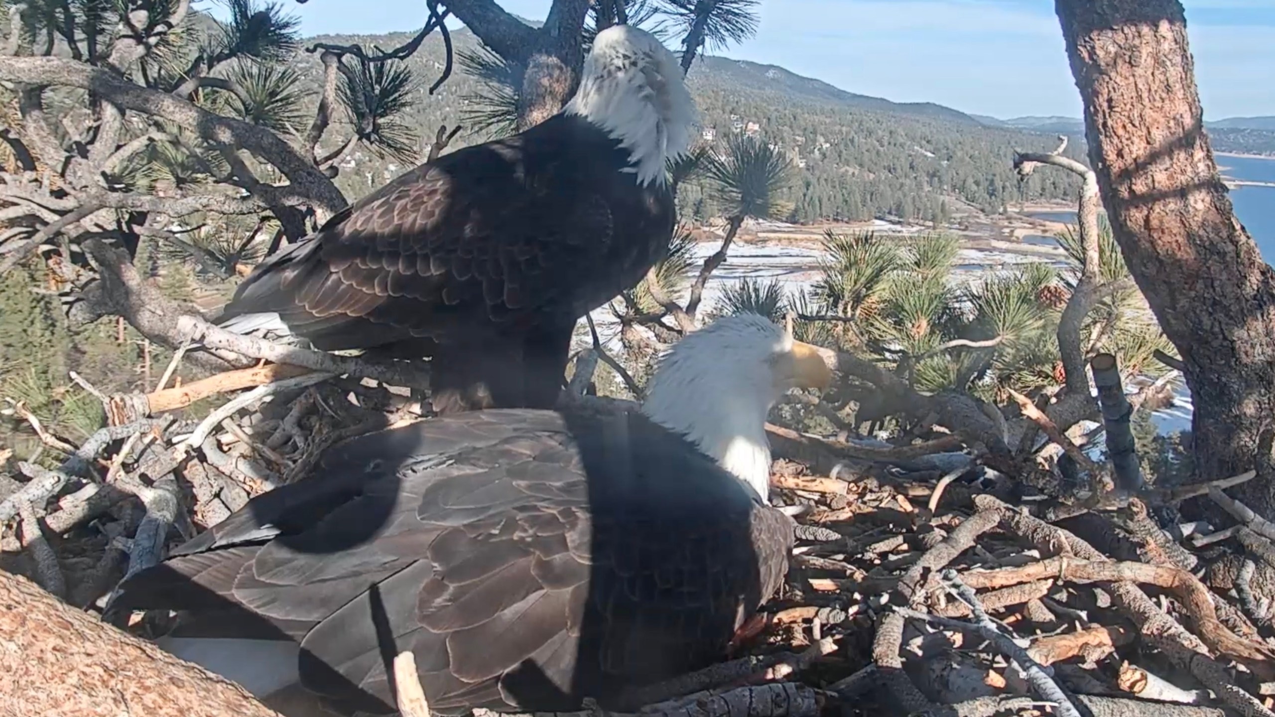 Jackie and Shadow are seen with their fourth egg on Feb. 8, 2021, shortly after the mother eagle laid it in Big Bear Lake. (Friends of Big Bear/ Big Bear Bald Eagle Cam)