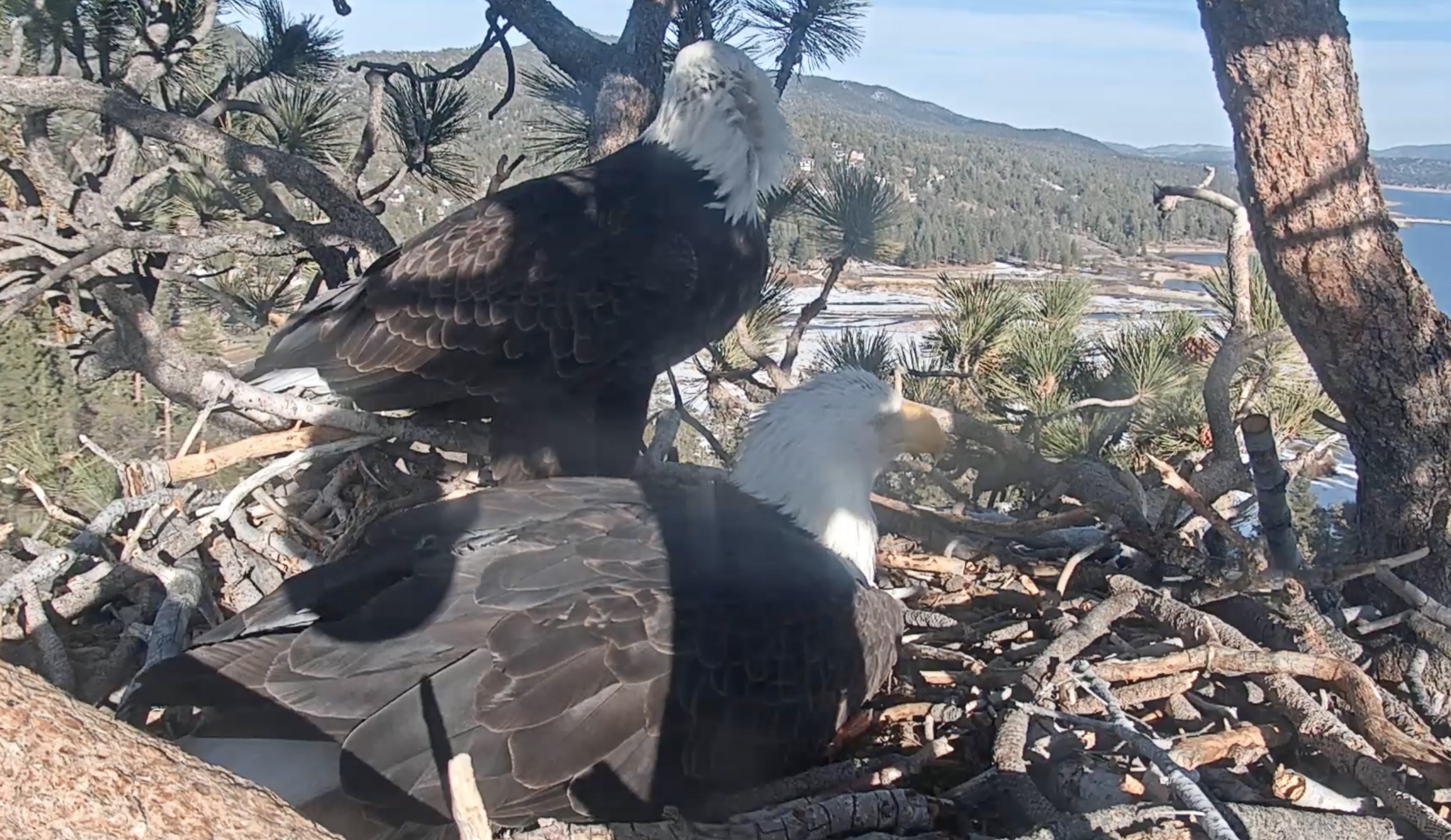 Jackie and Shadow are seen with their fourth egg on Feb. 8, 2021, shortly after the mother eagle laid it in Big Bear Lake. (Friends of Big Bear/ Big Bear Bald Eagle Cam)