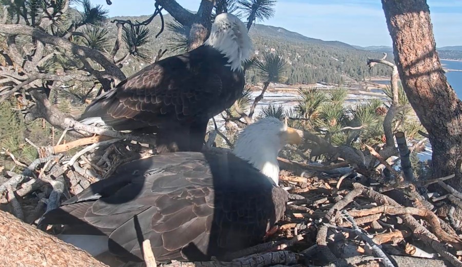 Jackie and Shadow are seen with their fourth egg on Feb. 8, 2021, shortly after the mother eagle laid it in Big Bear Lake. (Friends of Big Bear/ Big Bear Bald Eagle Cam)